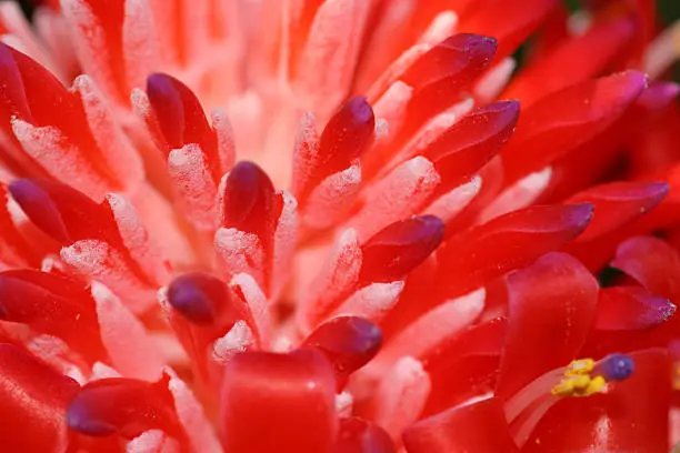 Photo of Close-Up of a Beautiful Red Spiky Flower