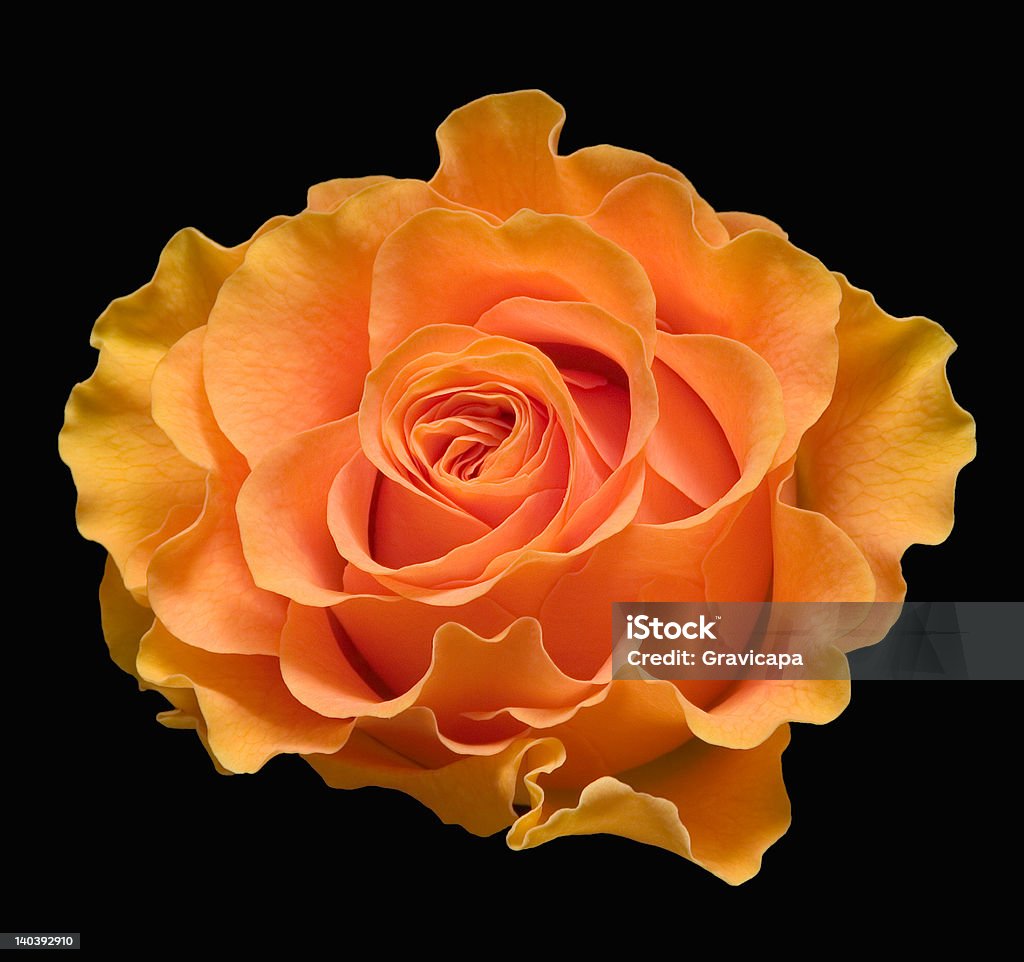 Yellow rose Yellow rose on a black background Black Background Stock Photo