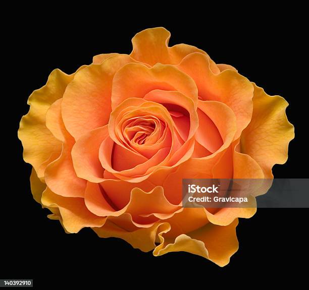 Yellow Rose Stock Photo - Download Image Now - Black Background, Close-up, Color Image