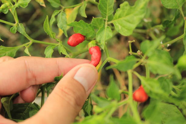 istock Someone's hand is picking red chilies in the garden 1403929717