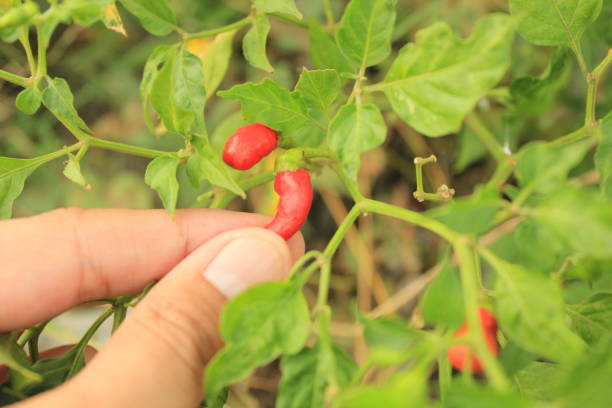 istock Someone's hand is picking red chilies in the garden 1403930237