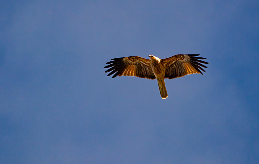 Osprey Landing at Her from Nest