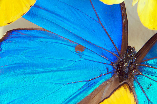 istock Butterfly22 of 272007-01-10 140393095