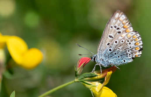 A small blue butterfly (Lycaenidae) sits on a yellow flower, hidden in the grass, in a meadow outdoors.