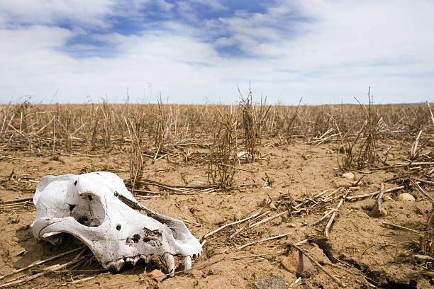 istock Animal skull in a field 140393151