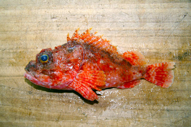 毛むくじゃらのアカサゲ(オニカサゴ、サソリノプシス肝硬変)の有毒な魚のスタイル、木製のまな板に��撮ったフォトグラピー。 - rockfish ストックフォトと画像