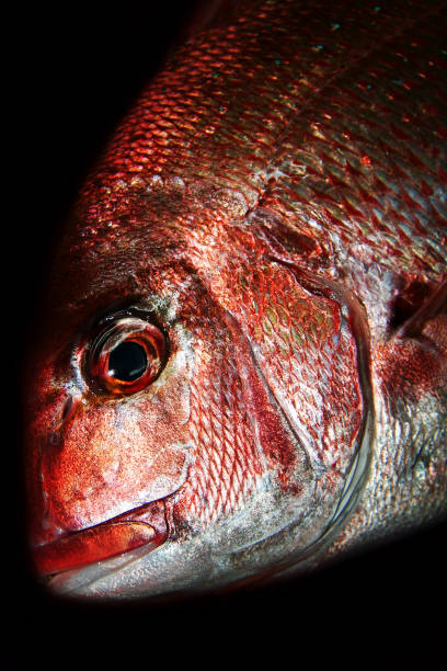 High contrast image processed red Seabream  (Madai, Pagrus major) close up head photography, with black background.