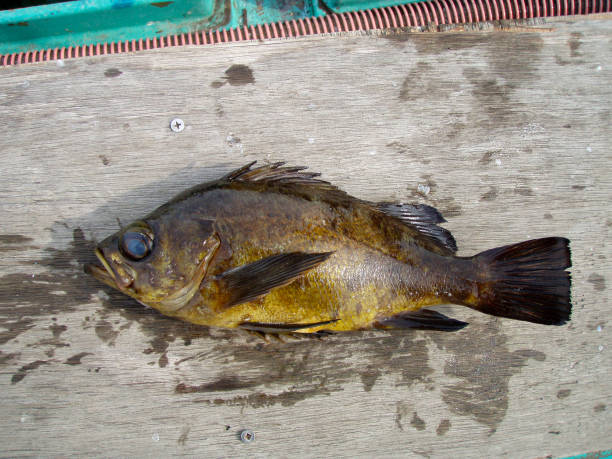 日本の人気釣りロックフィッシュ「mebaru」、漁船の甲板で撮影した写真。 - rockfish ストックフォトと画像