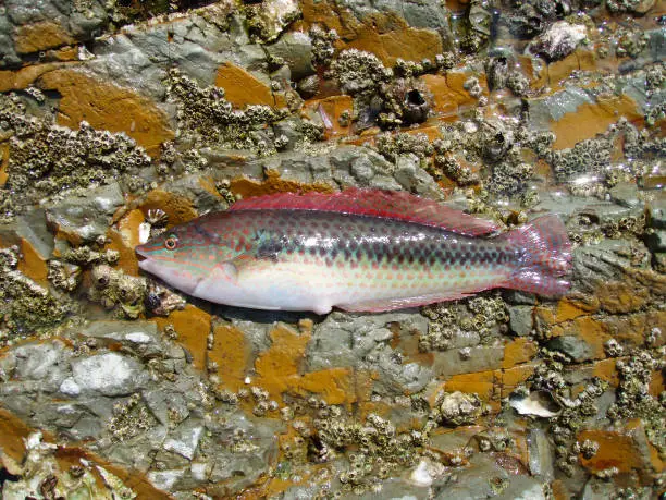 Small saltwater fish, Multicolorfin rainbowfish (Wrasse, Kyusen, Parajulis poecilepterus), fish photograph taken on a rocky backgorund.