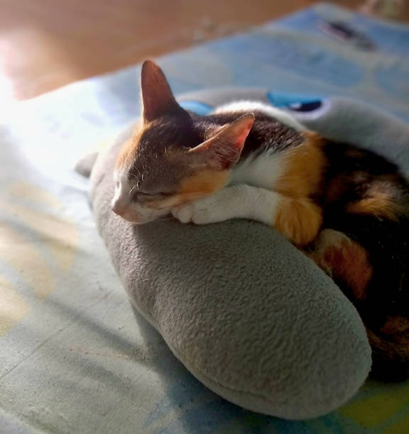 Cozy home background with a pet. A charming cute gray and white kitten with green eyes and a pink nose lies on a white sheet on the bed. A cat hugs a red teddy bear toy