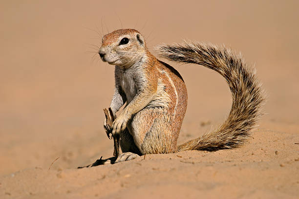 Ground squirrel Inquisitive ground squirrel (Xerus inaurus), Kalahari, South Africa african ground squirrel stock pictures, royalty-free photos & images