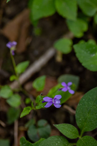 istock Viola reichenbachiana flower growing in forest, close up shoot 1403934507