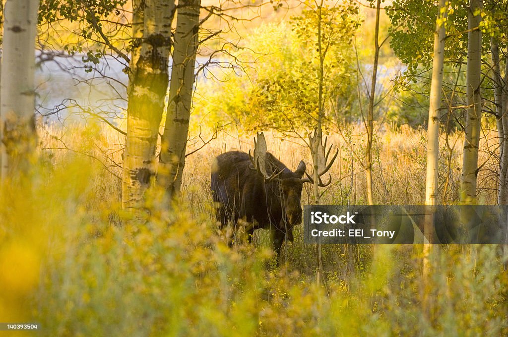 Alce maschio nei boschi - Foto stock royalty-free di Parco Nazionale del Grand Teton