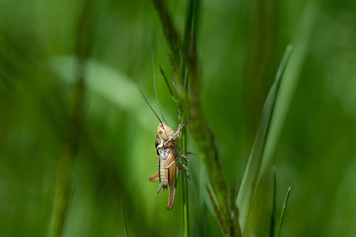 A small green grasshopper (Gomphocerinae) is hidden in the grass. He is well camouflaged and well protected. There are grasses in the area. The insect looks at the surroundings.