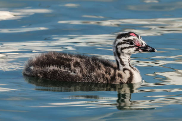 Great crested grebe chick Great crested grebe chick great crested grebe stock pictures, royalty-free photos & images