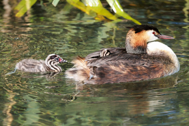 istock Great crested grebe family 1403935445