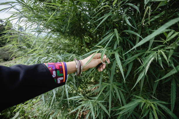 istock Hand holding a cannabis leaf at the mature stem. 1403936382