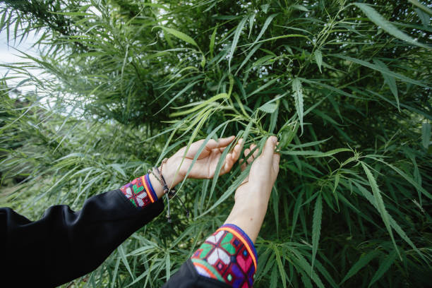 istock Hand holding a cannabis leaf at the mature stem. 1403936387