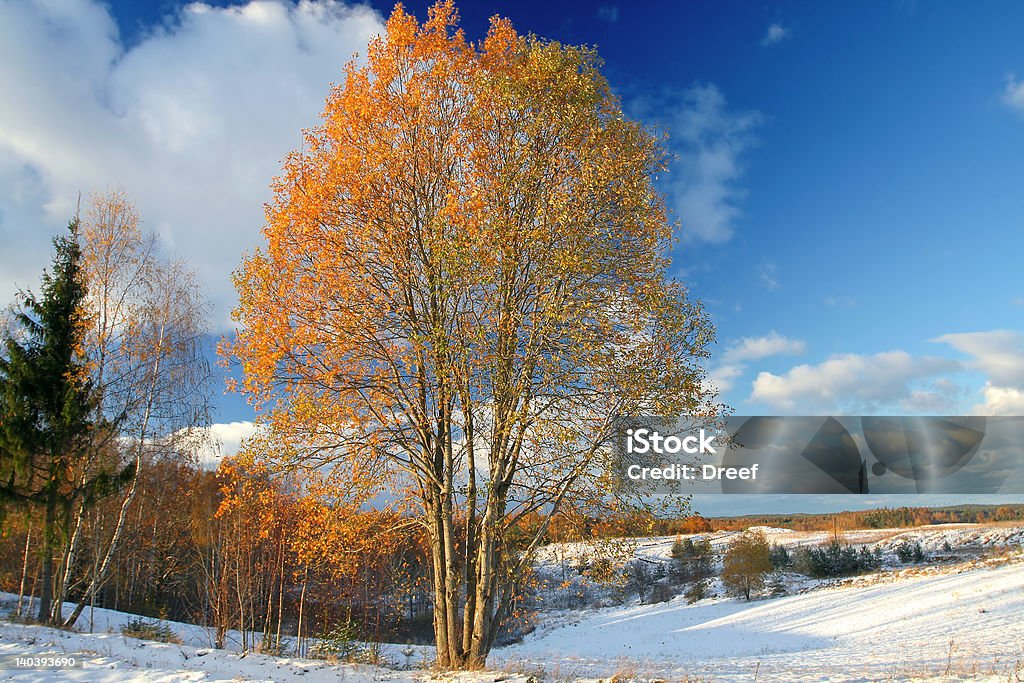 Winter meet autumn Winter scene whith autumn tree. Winter meet autumn. Autumn Stock Photo