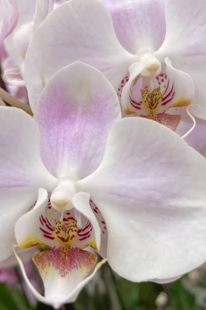 istock Orchidaceae commonly called the orchid family 1403937177
