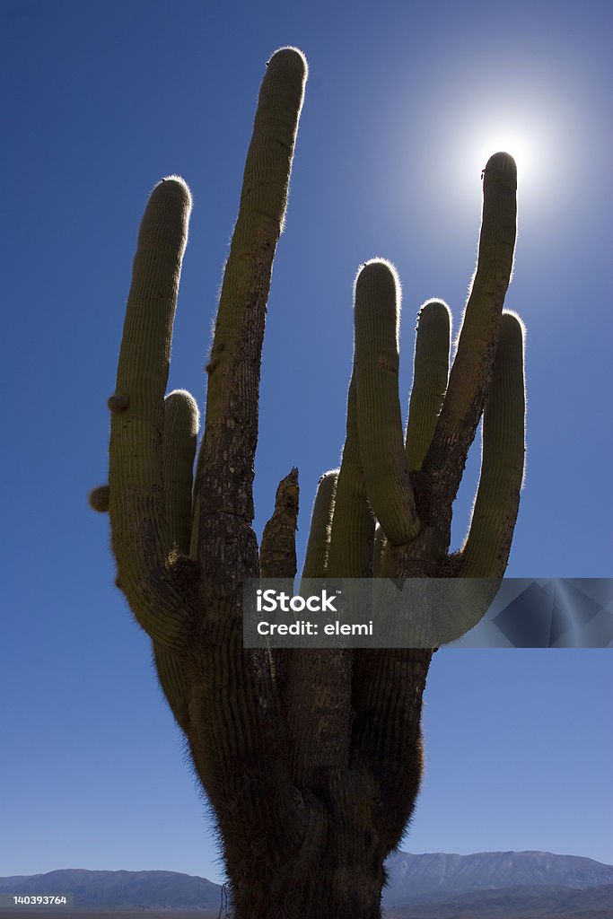 The chosen one Cardon (cactus) with one of its branches backlighted by the sun Tree Stock Photo