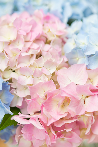 Close-up of hydrangea/hortensia flower. Background image of flowers.