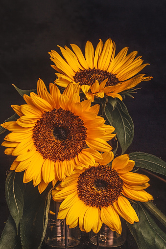 Closeup Of A Sunflower