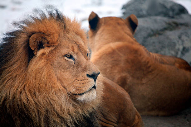 istock Lion and Lioness 140393951