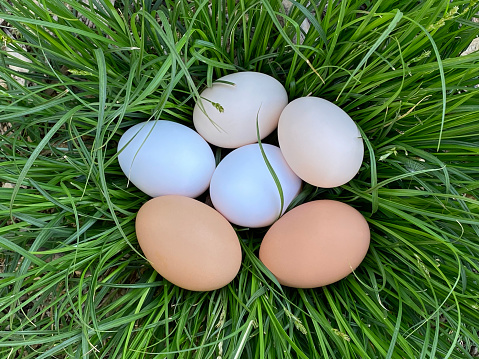 Eggs on grass nest.