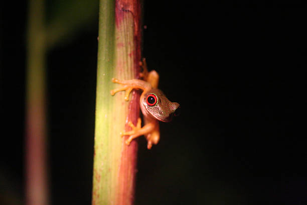 istock Red Eyed Tree Frog - costa rica 140394175