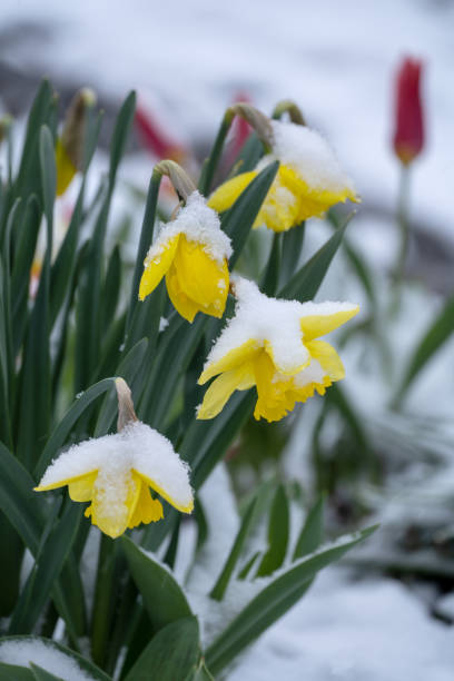 jonquilles dans la neige - parterre de fleurs en gros plan - flower winter narcissus daffodil yellow photos et images de collection