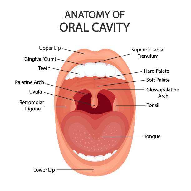 illustrazioni stock, clip art, cartoni animati e icone di tendenza di anatomia della cavità orale con illustrazione vettoriale. bocca aperta sana. - ugola