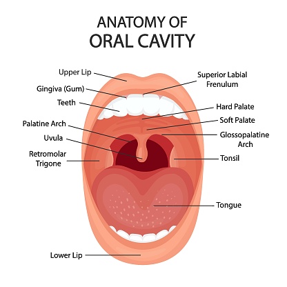 Oral cavity anatomy with vector illustration. Healthy open mouth.