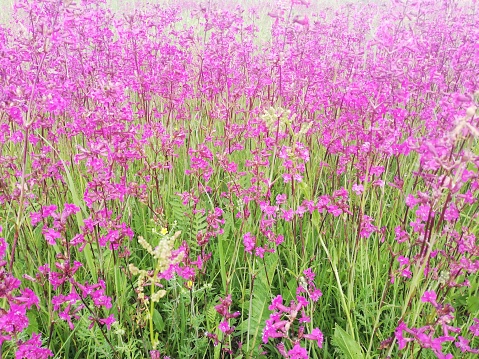 Natural background - bright pink wild meadow flowers in green grass close-up. Concept summer