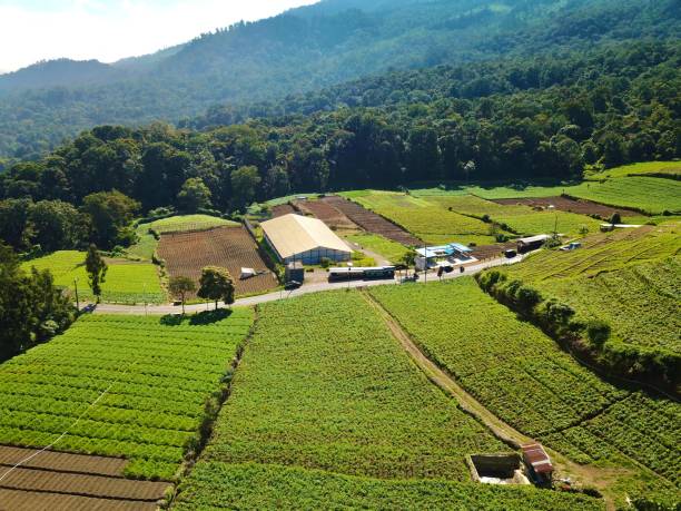 istock Amazing view of terraced Vegetables plantation 1403943236