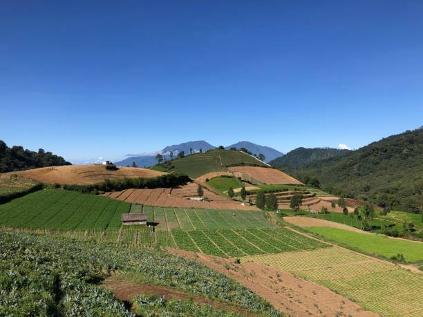 istock beautiful landscape terraced plantation 1403943360