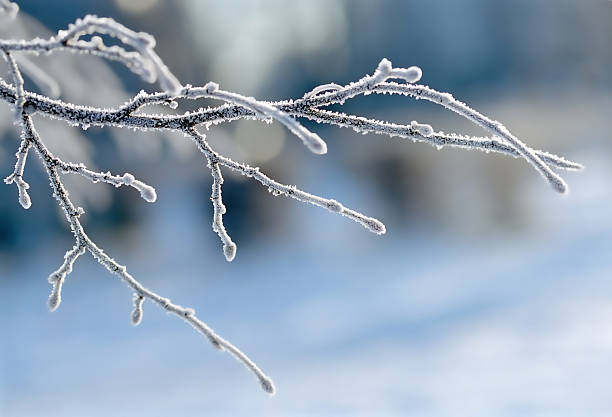 istock Frost formed on a tree branch with a blurred snow background 140394358