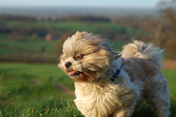 istock Wild Eyed Shihtzu Dog 140394373