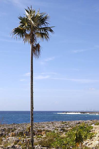 Silver Thatch Palm on Pedro Bluff, Cayman Islands