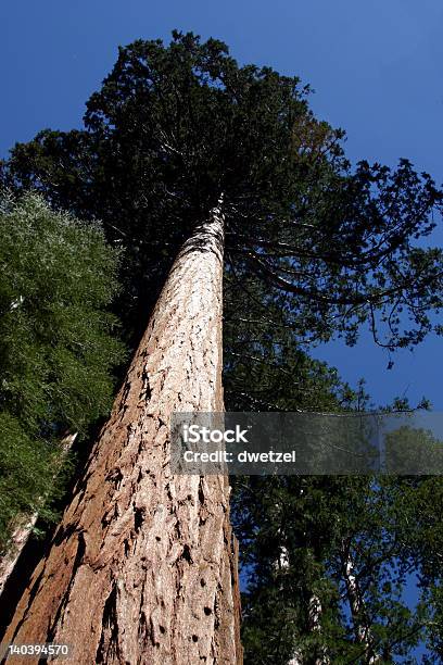 Foto de Árvores Altas e mais fotos de stock de Alto - Descrição Geral - Alto - Descrição Geral, Antigo, Azul