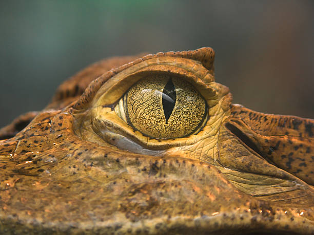Croco eye stock photo