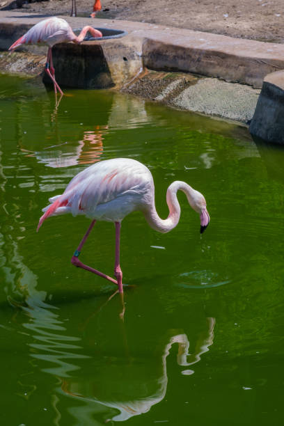 istock Beautiful Flamingos 1403947059