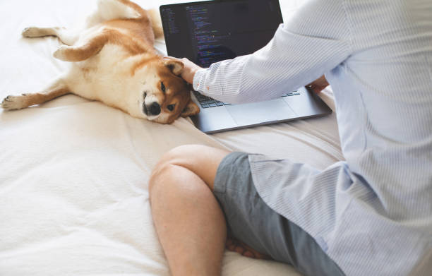 istock Young European developer is working in a home office. Distance vacancy job. Emotional support dog. 1403947162