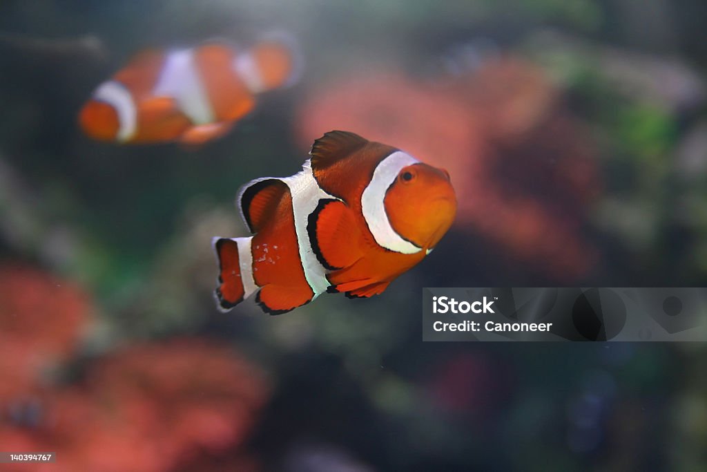 Klown-peixe, Amphiprion, "Nemo" - Foto de stock de Abstrato royalty-free