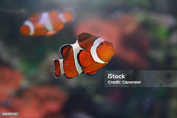 Foto de Klownpeixe Amphiprion Nemo e mais fotos de stock de Abstrato - Abstrato, Amphiprion Akallopisos, Animal