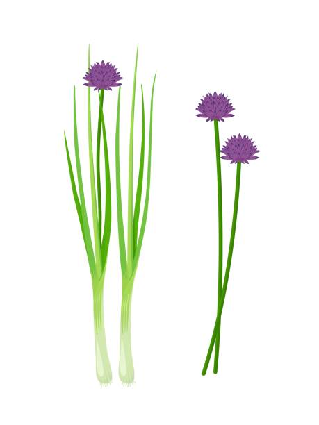 ilustrações, clipart, desenhos animados e ícones de ilustração vetorial, cebolinha fresca com flores, nome científico allium schoenoprasum, isolado em fundo branco. - chive onion spring onion garlic