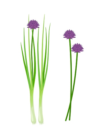Vector illustration, fresh chives with flowers, scientific name Allium schoenoprasum, isolated on white background.
