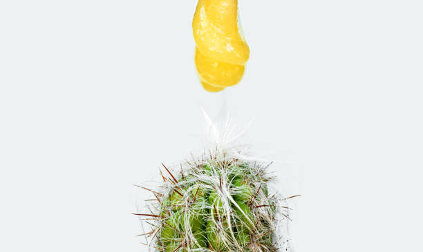 istock pasta for sugaring flows on a cactus.spatula with sugar pasta over a cactus,oreocereus magnificus.cactus with long white hair.isolated,mock up,depilation,beauty concept. 1403948128