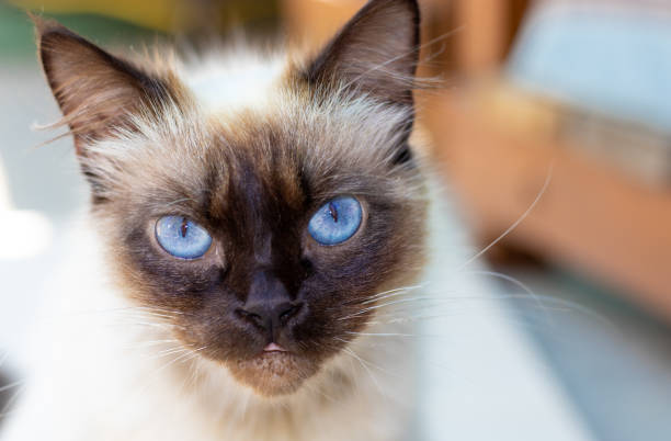 istock dry food for cats 1403948265