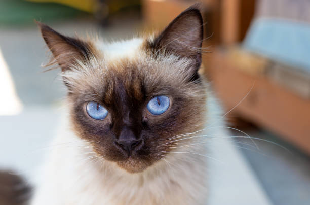 istock dry food for cats 1403948271